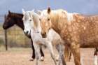 Horses in a corral on a ranch in Arizona. Art Print